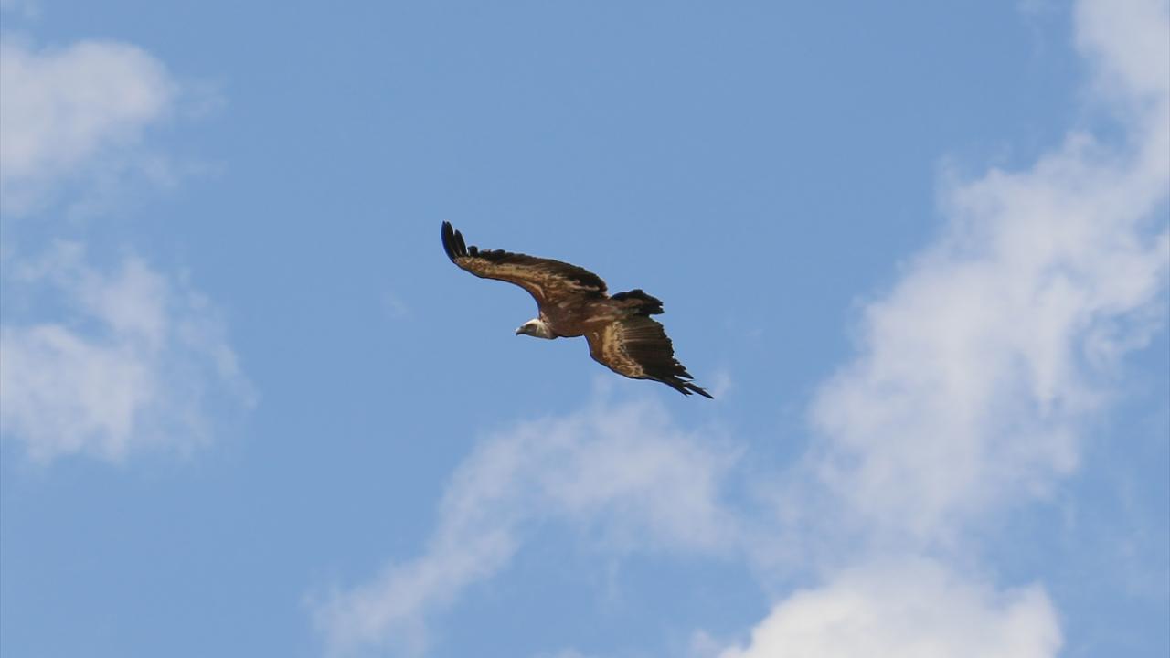 Fotoğrafta kızıl akbaba görülüyor.