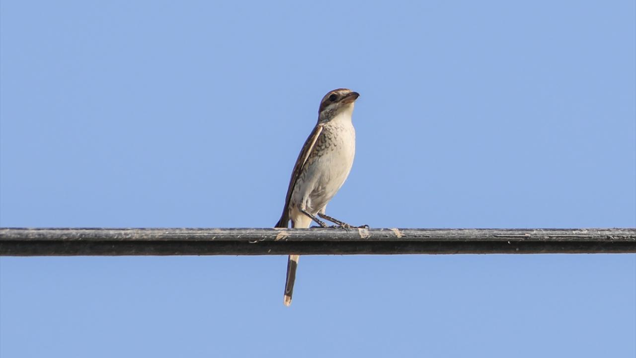 Fotoğrafta kızıl sırtlı örümcek kuşu görülüyor.