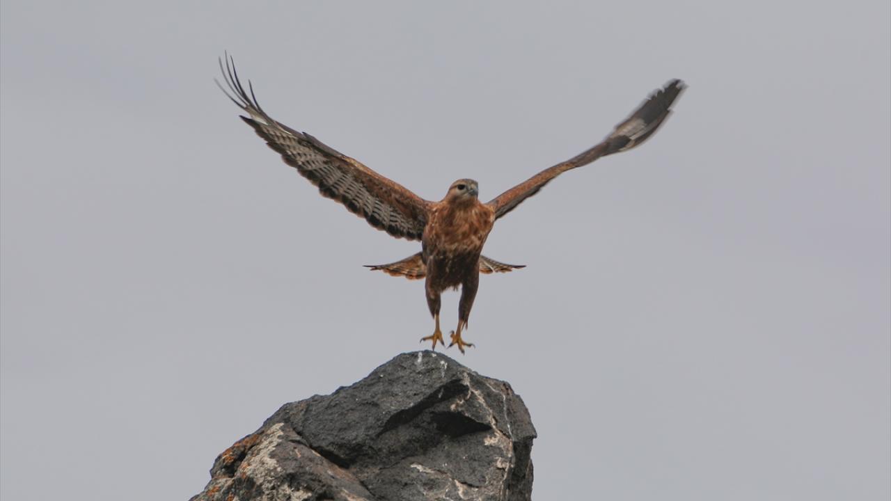Fotoğrafta kızıl şahin görülüyor.