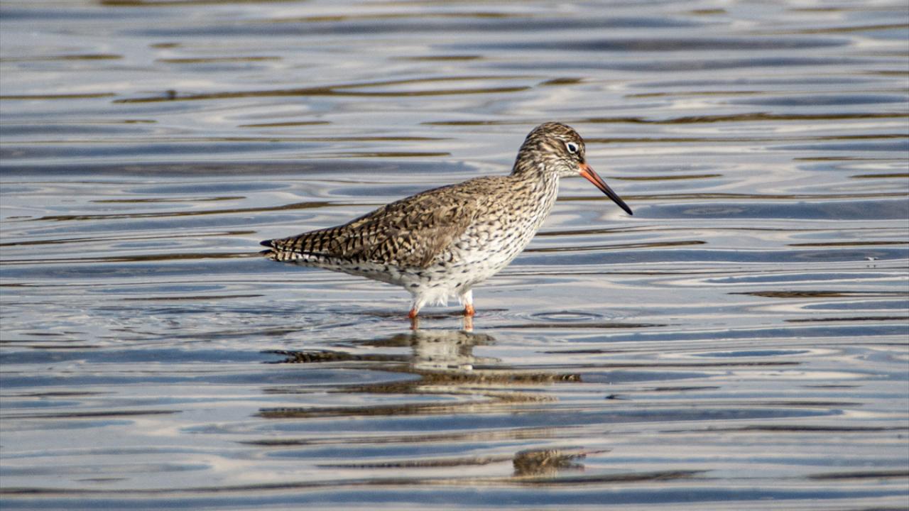 Fotoğrafta kızılbacak görülüyor.
