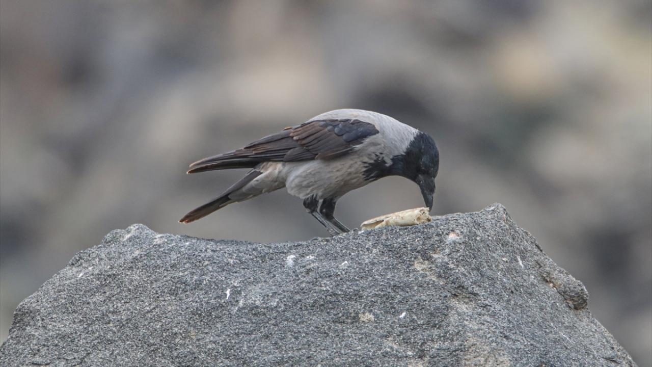 Fotoğrafta leş kargası görülüyor.