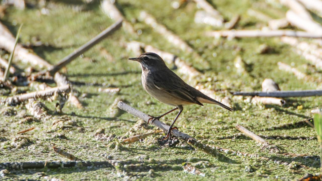 Fotoğrafta mavigerdan görülüyor.
