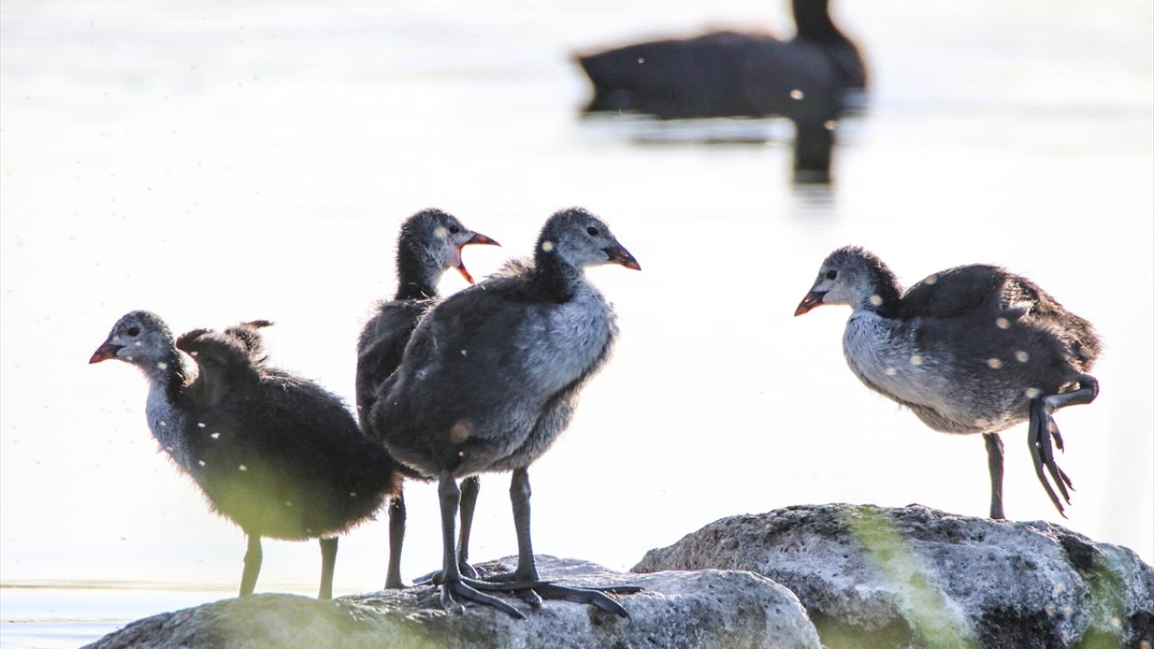 Fotoğrafta sakarmeke görülüyor.