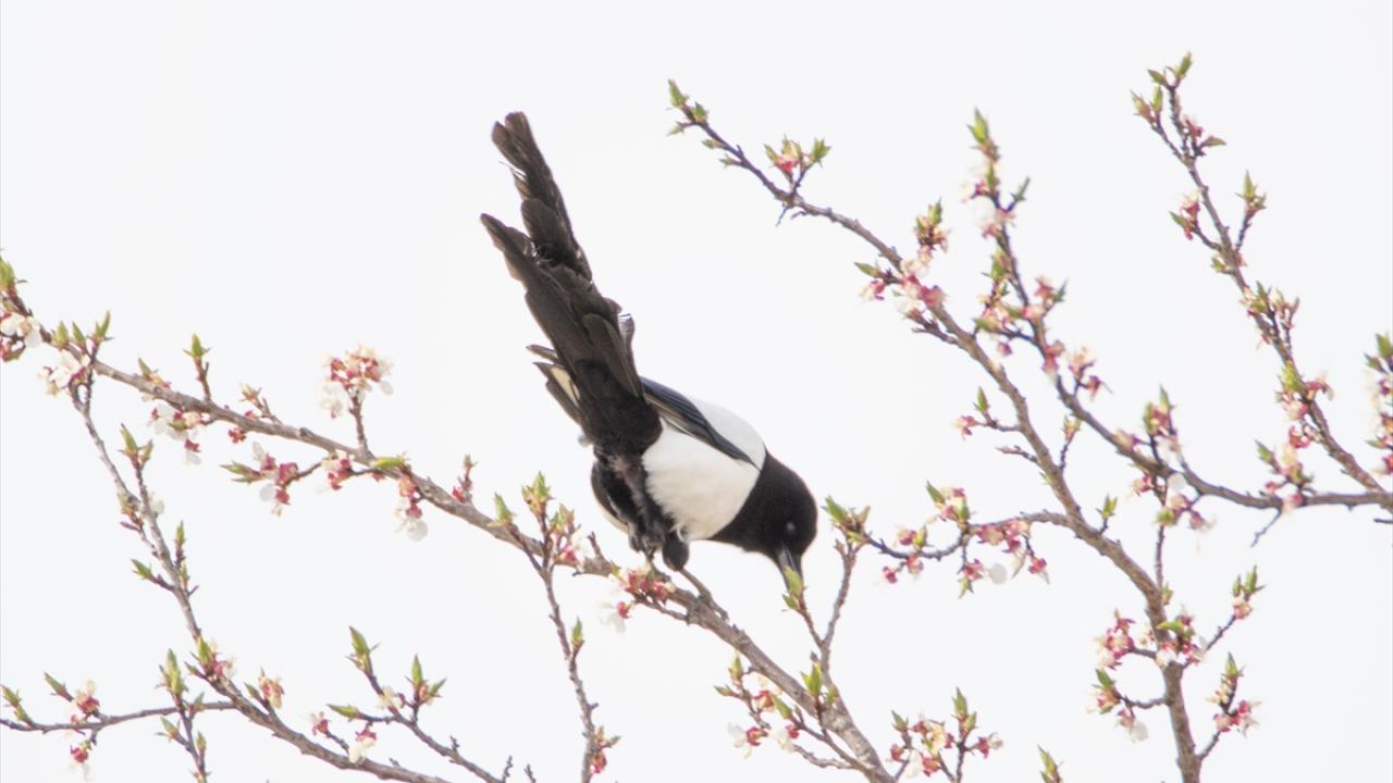 Fotoğrafta saksağan görülüyor.