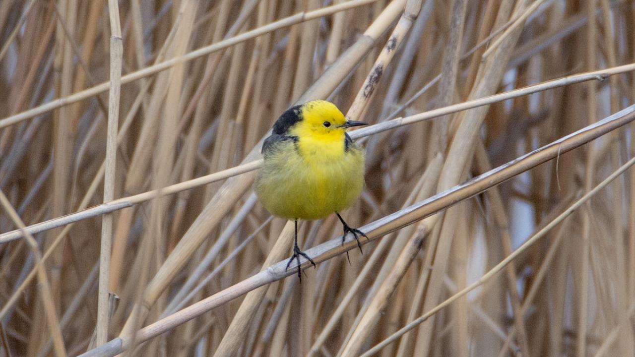 Fotoğrafta sarı başlı kuyruksallayan görülüyor.