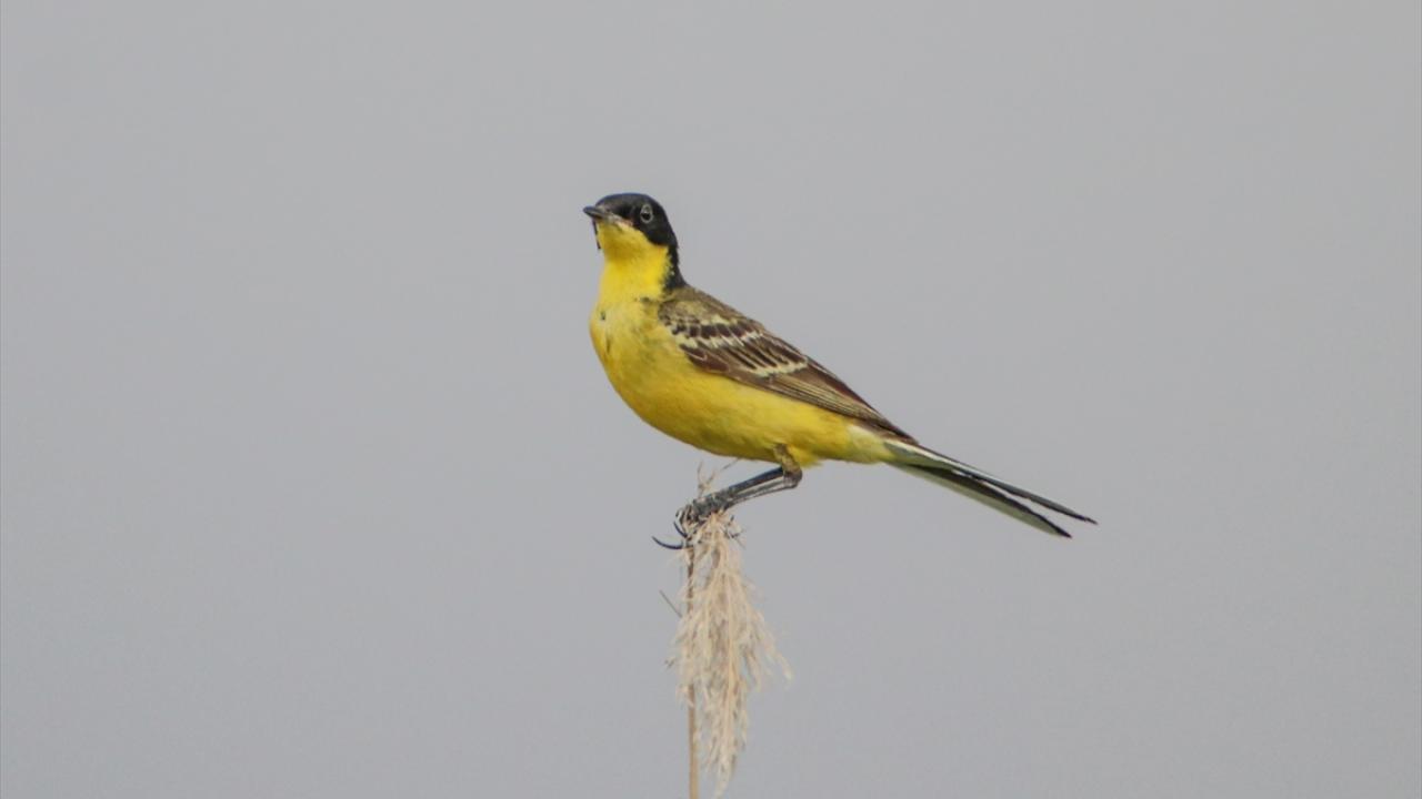 Fotoğrafta sarı kuyruksallayan görülüyor.