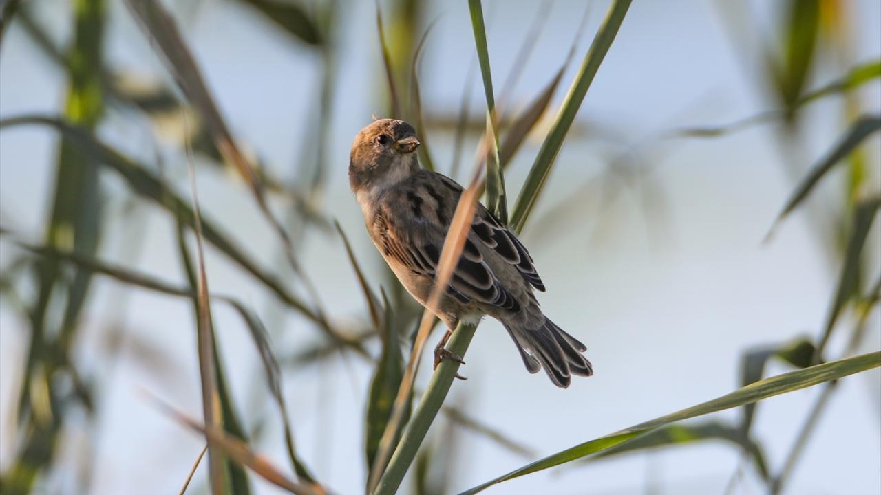 Fotoğrafta serçe görülüyor.