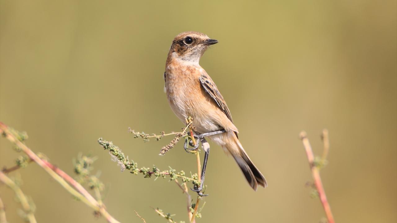 Fotoğrafta sibirya taşkuşu görülüyor.
