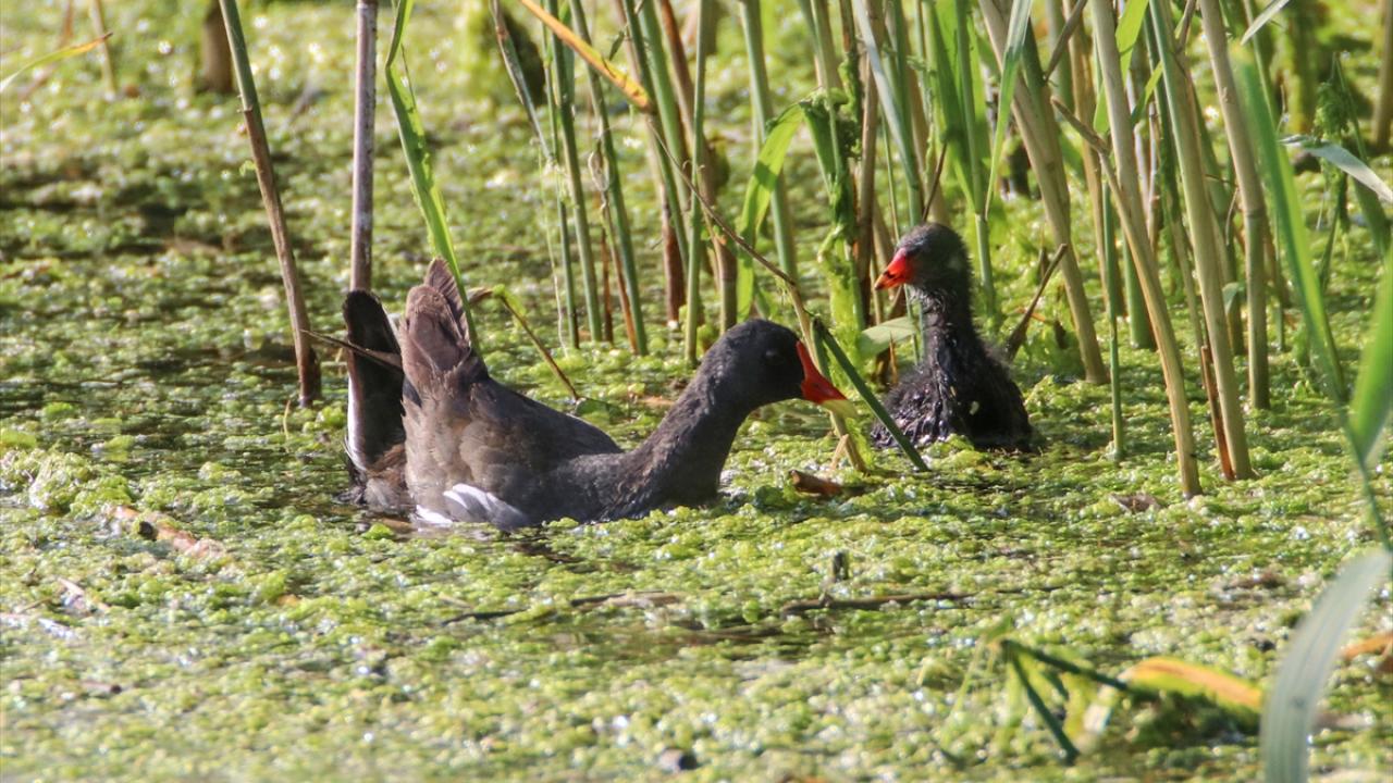 Fotoğrafta sutavuğu görülüyor.