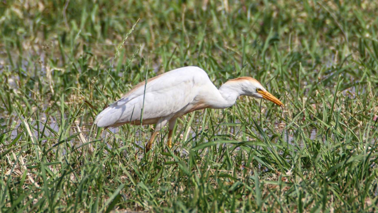 Fotoğrafta sığır balıkçılı görülüyor.
