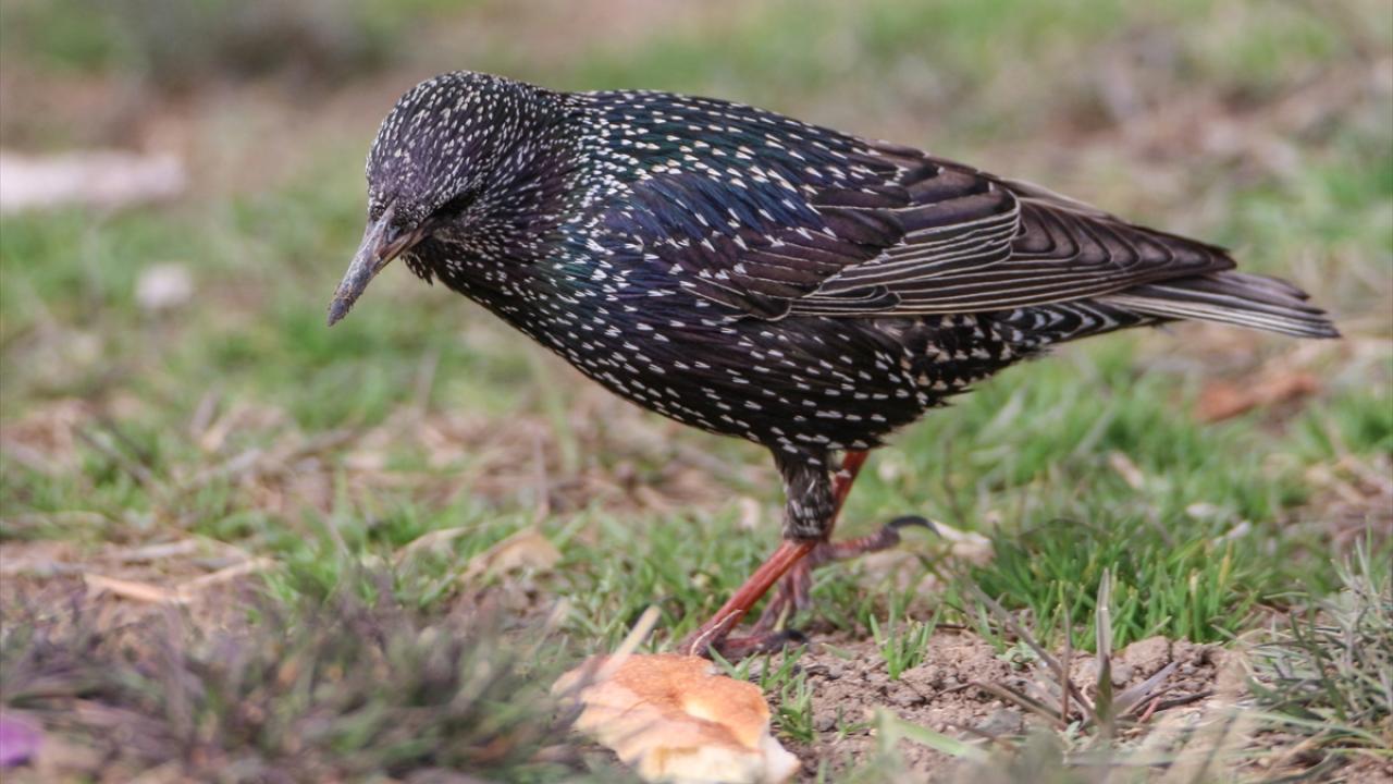 Fotoğrafta sığırcık görülüyor.