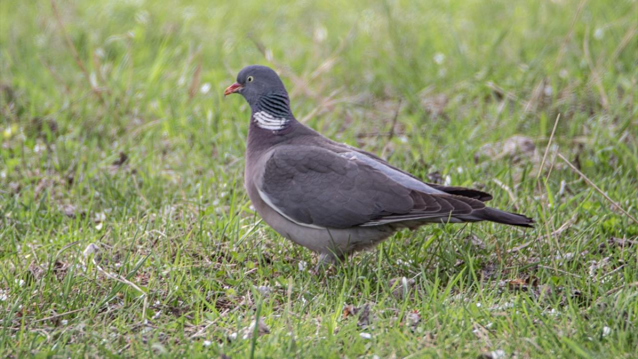 Fotoğrafta tahtalı kuş görülüyor.
