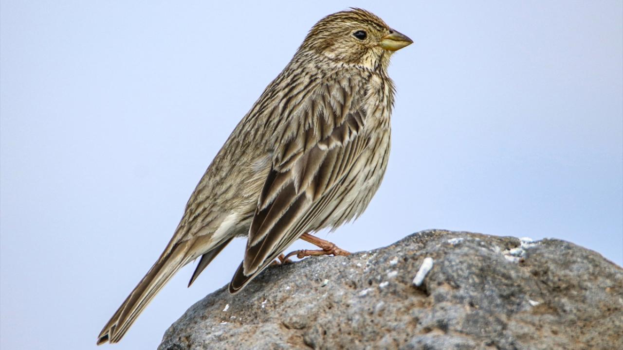 Fotoğrafta tarla çintesi görülüyor.