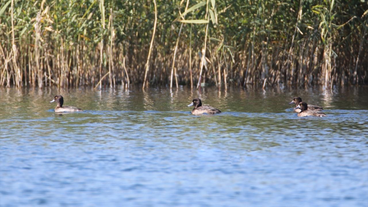 Fotoğrafta tepeli patka görülüyor.