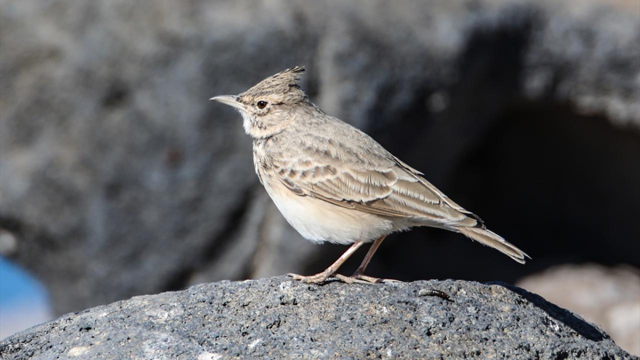 Fotoğrafta tepeli toygar görülüyor.