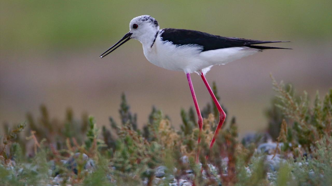 Fotoğrafta bayağı uzunbacak görülüyor.