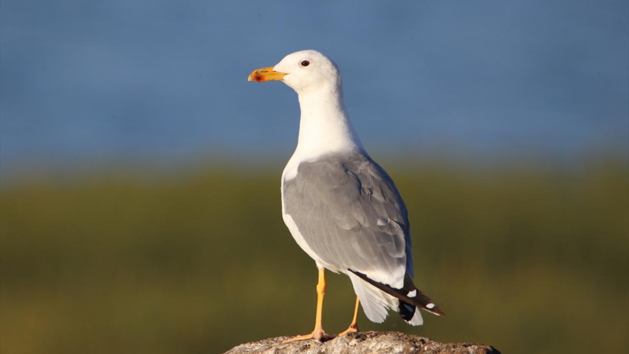 Fotoğrafta van gölü martısı görülüyor.