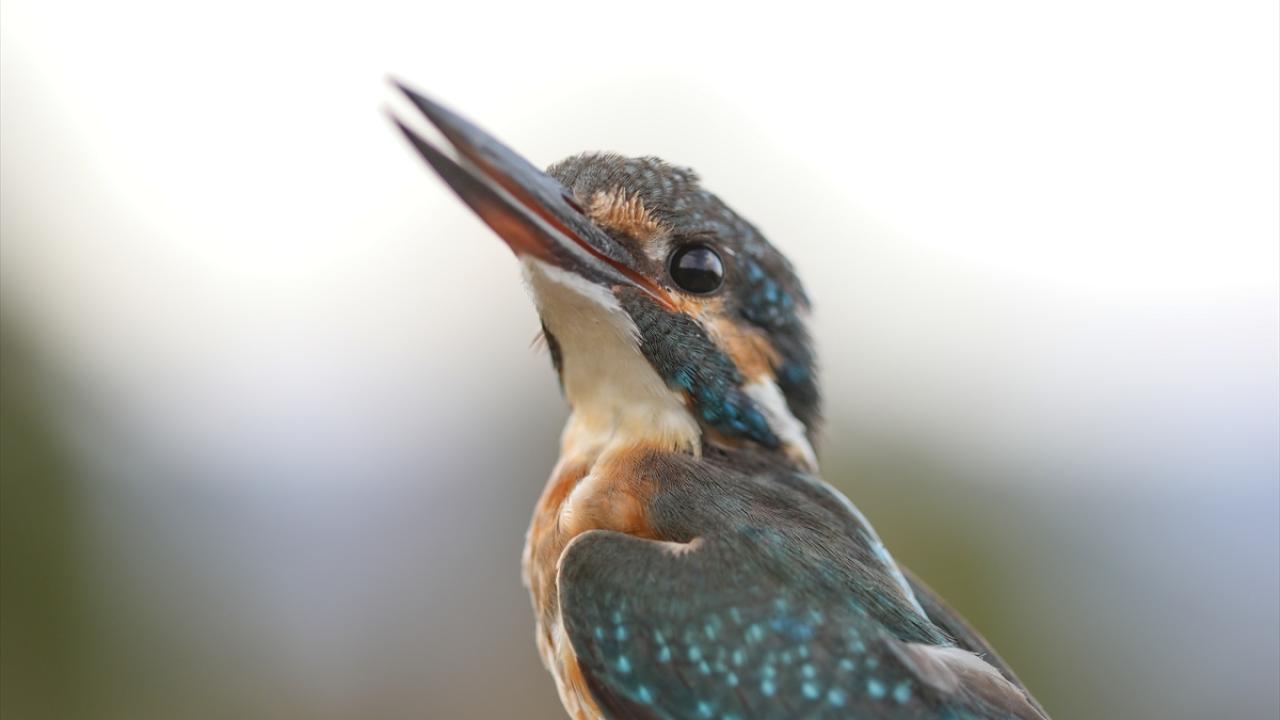 Fotoğrafta yalıçapkını görülüyor.
