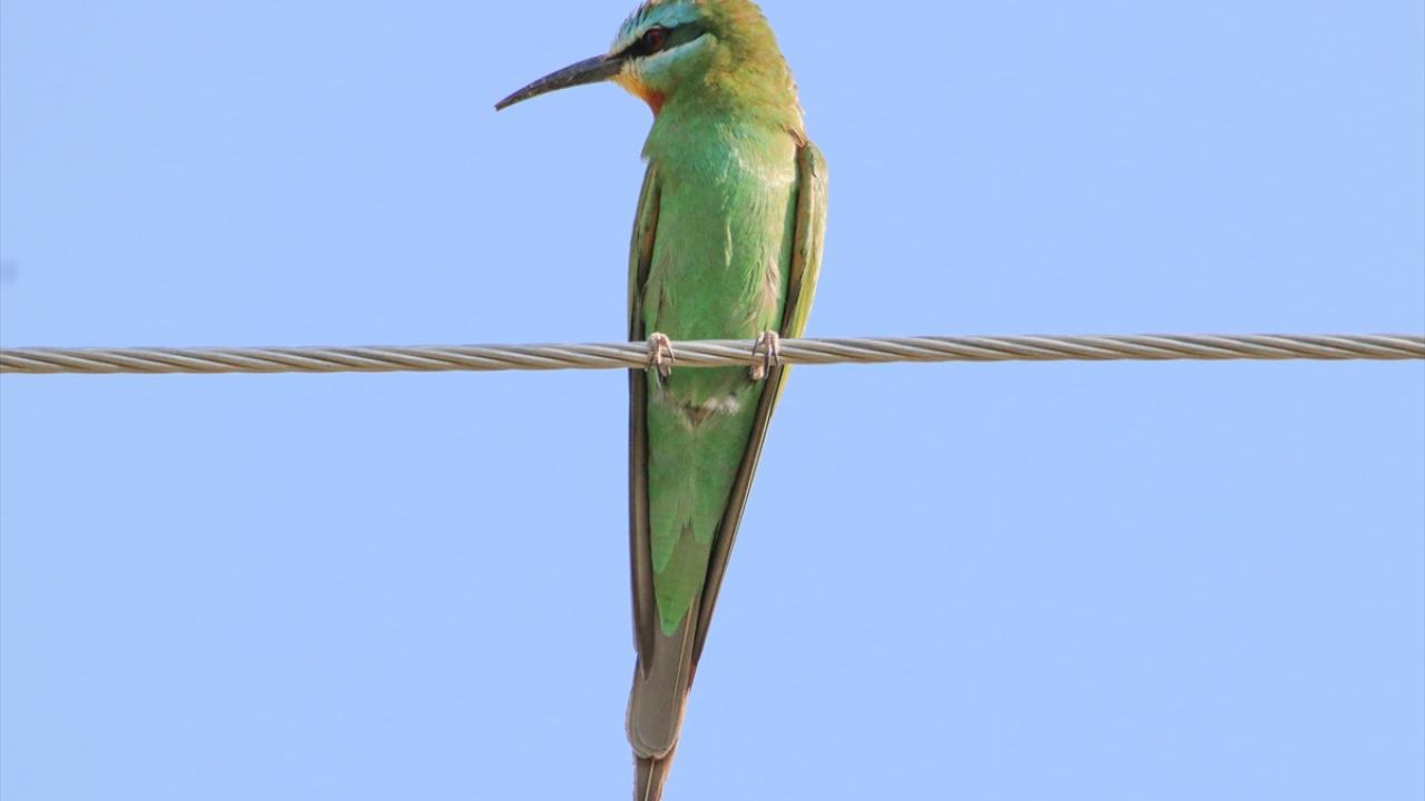 Fotoğrafta yeşil arıkuşu görülüyor.