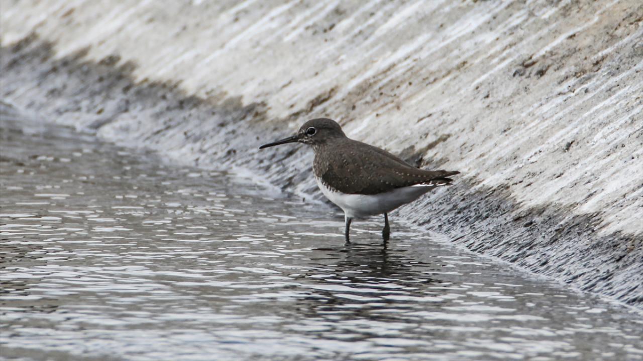 Fotoğrafta yeşil düdükçün görülüyor.
