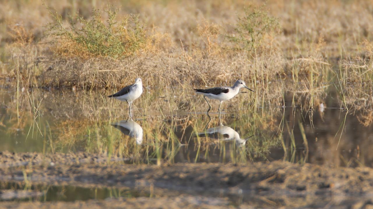 Fotoğrafta yeşilbacak görülüyor.