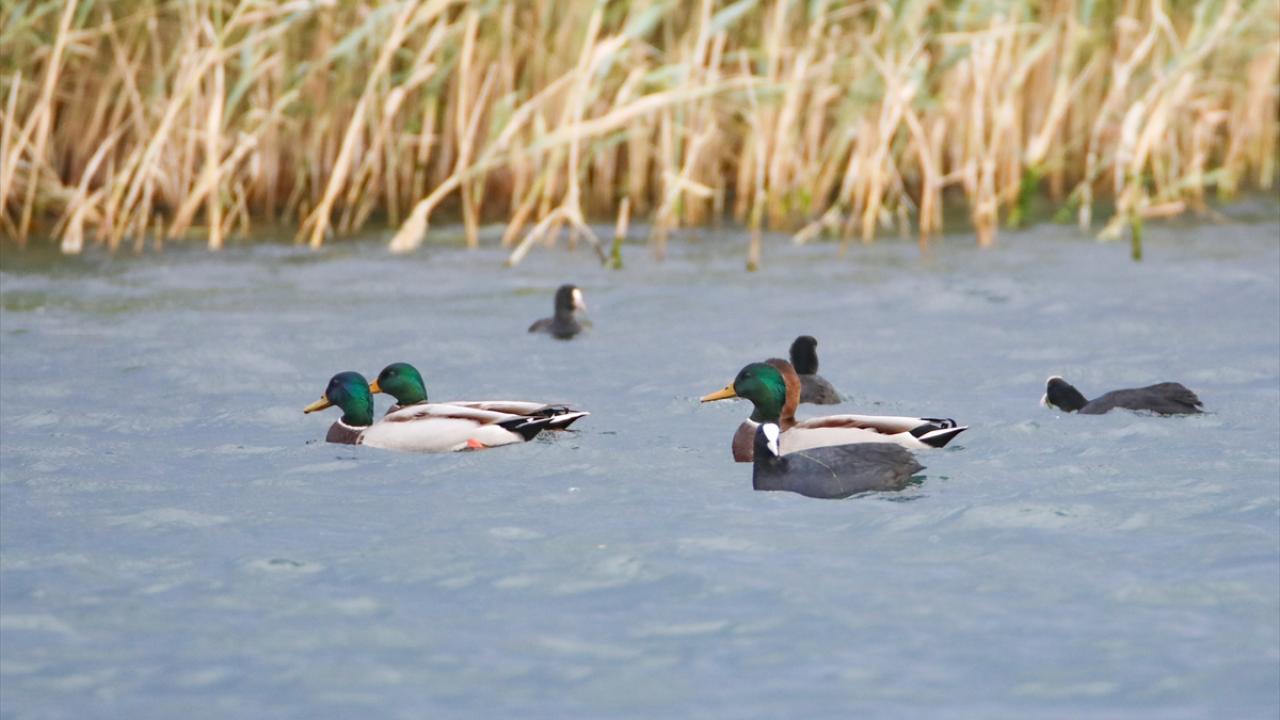 Fotoğrafta yeşilbaş ördek görülüyor.