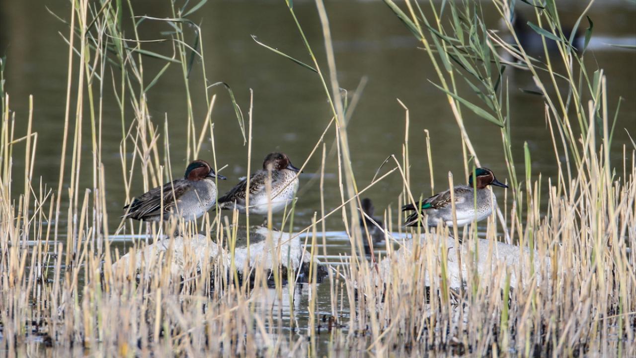 Fotoğrafta çamurcun görülüyor.