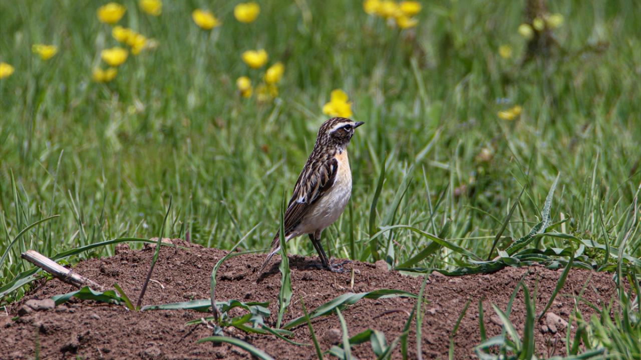 Fotoğrafta çayır taşkuşu görülüyor.