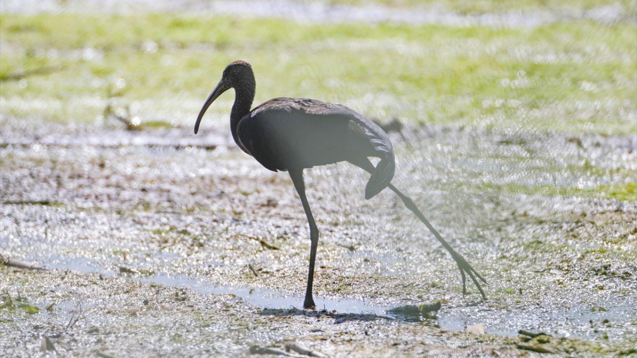 Fotoğrafta çeltikçi görülüyor.