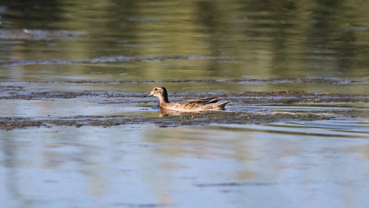 Fotoğrafta çıkrıkçın görülüyor.