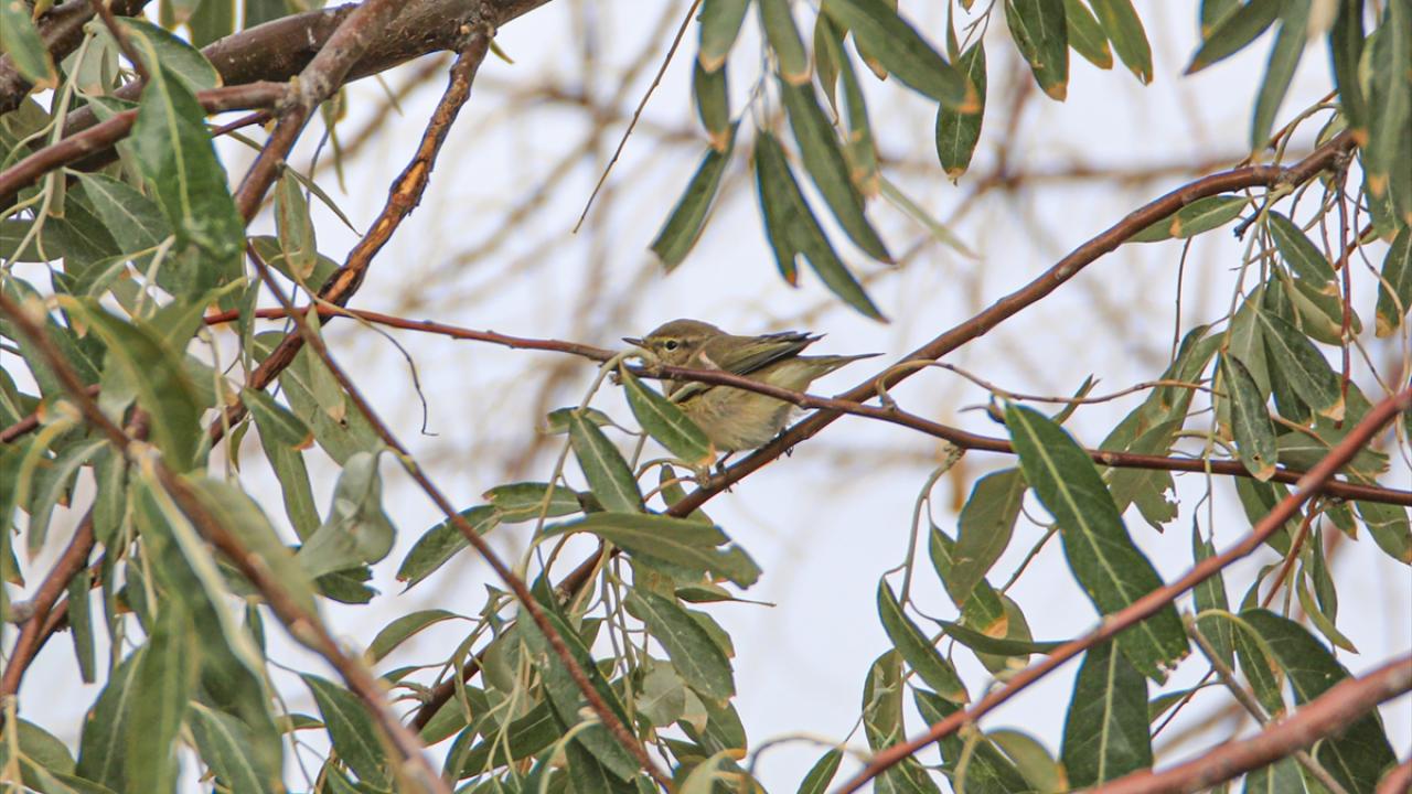 Fotoğrafta çıvgın görülüyor.