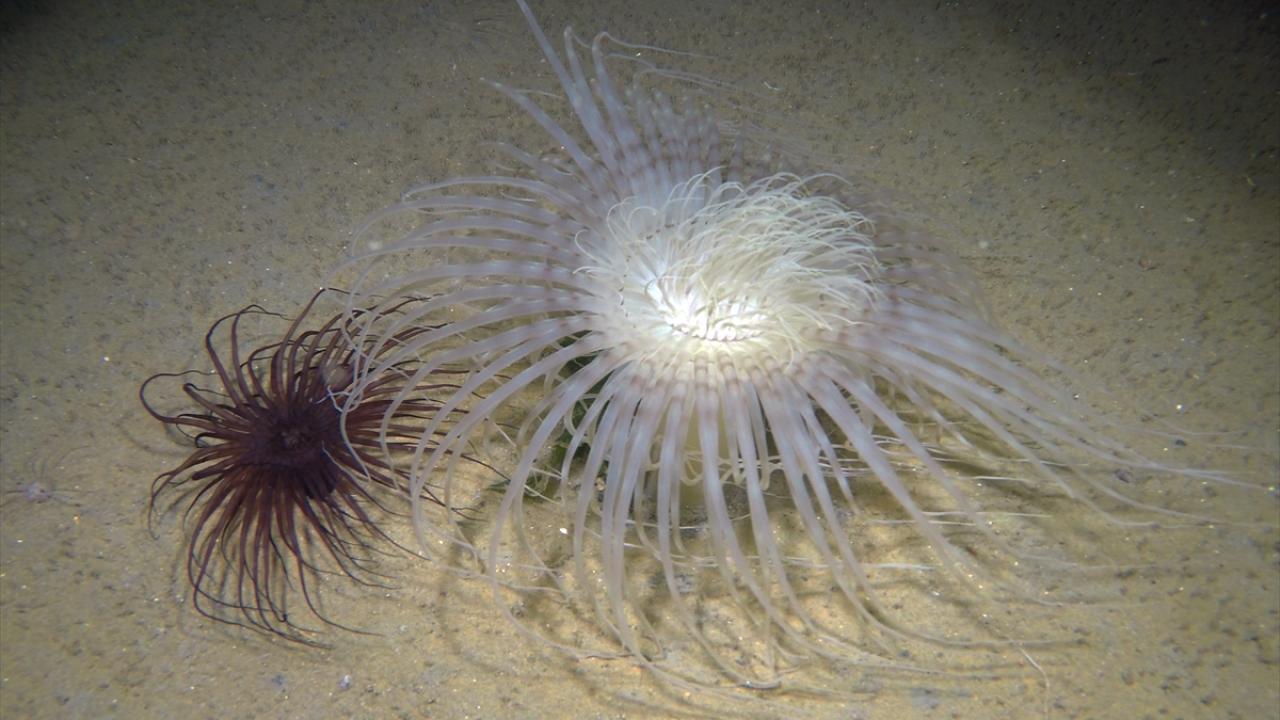 "Marmara Denizi`nin oksijen seviyesi eski seviyelerine dönecek"