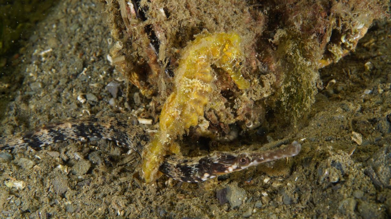 "İzmit Körfezi yüzey sularındaki biyoçeşitliliğiyle göz kamaştırıyor"