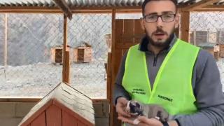 Yavru köpeği kalp masajıyla hayata döndürdü