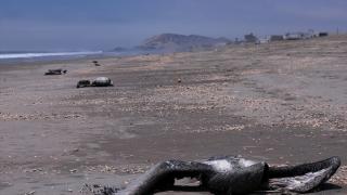 Peru'da kuş gribi şüphesinin ardından acil durum ilan edildi