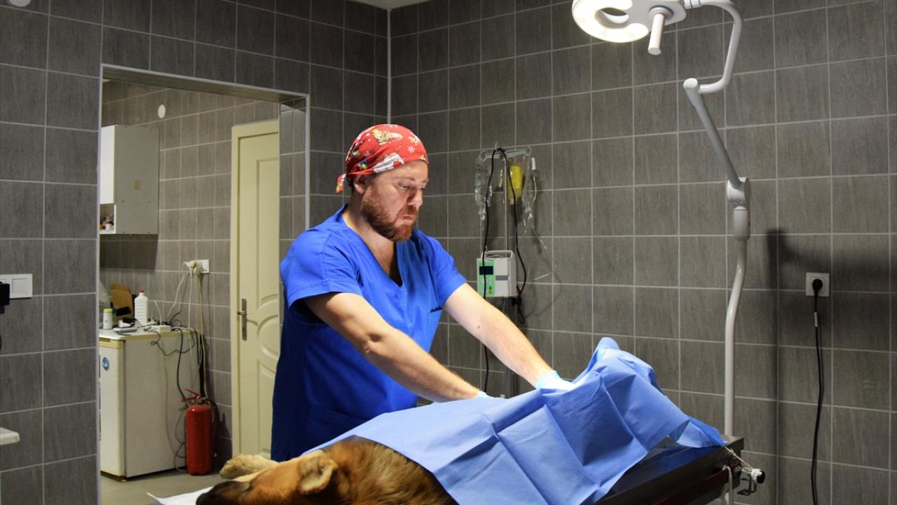 "Belediyelerimiz barınaklarda muhakkak hayvan eğitmenleri bulundurmalı"