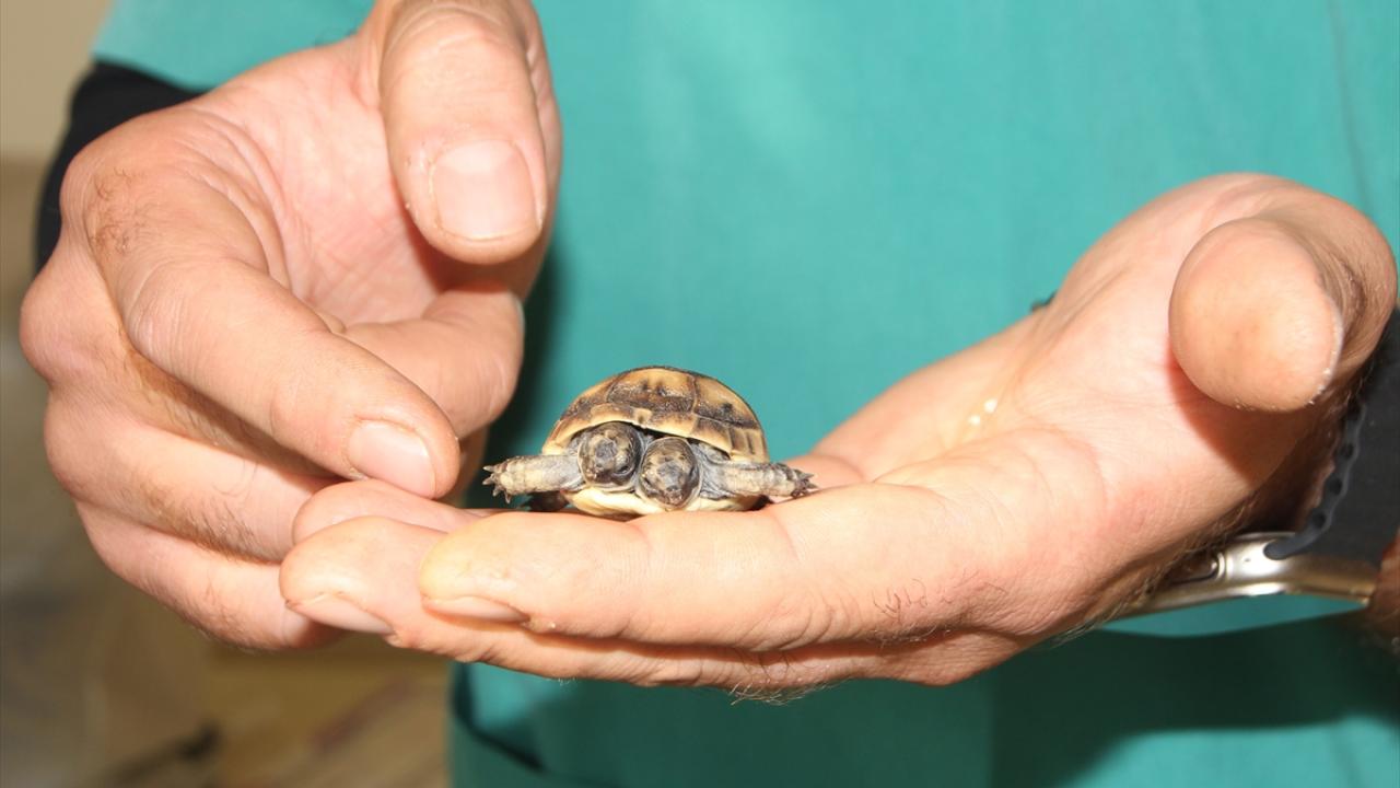 "Beslenirken iki başını da kullanıyor"