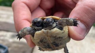 Çift başlı kaplumbağaya özel bakım