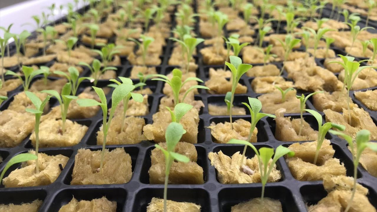 "20 dekarlık alandaki verimi 250 metrekarede alıyorsunuz"