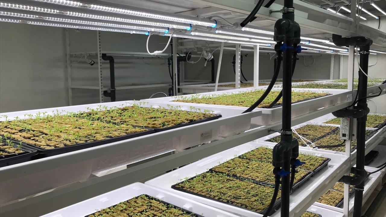 Safran yetiştirme hedefi