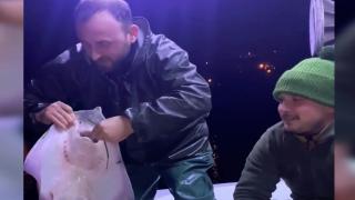 Trabzonlu balıkçı vatozları eliyle besliyor