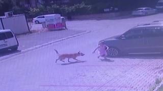 Başıboş köpek sorunu nasıl çözülecek?