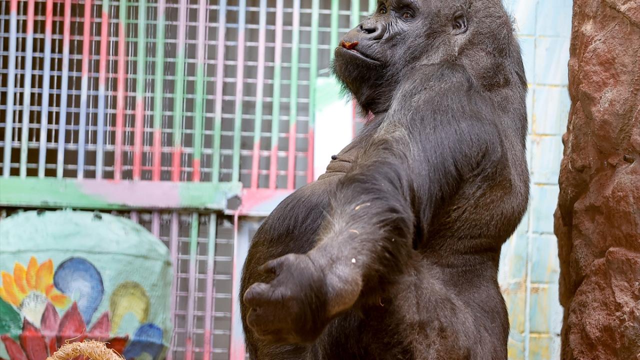 Savaş başladığında hayvanlarla beraber yaşadık