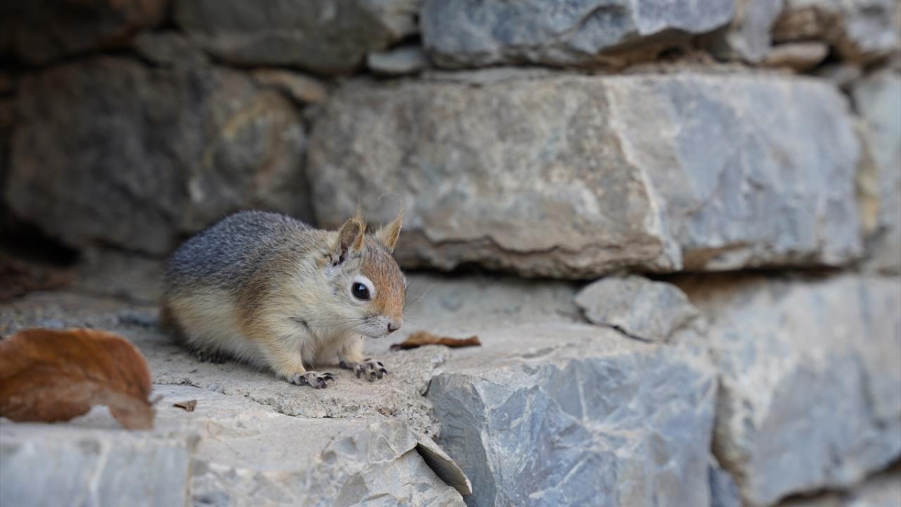 3 yıldır sincabı eğittiğine işaret eden Dilşad, şunları kaydetti: