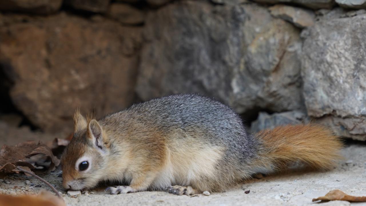 Doğada gezip eve geri dönüyor