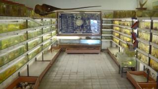 İstanbul'da bir balık müzesi: En eski balık 53 yıllık