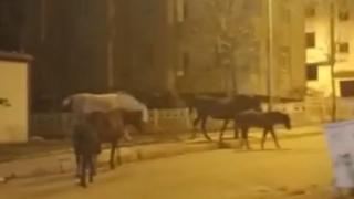 Elazığ’da başıboş atlar sokaklarda gezdi