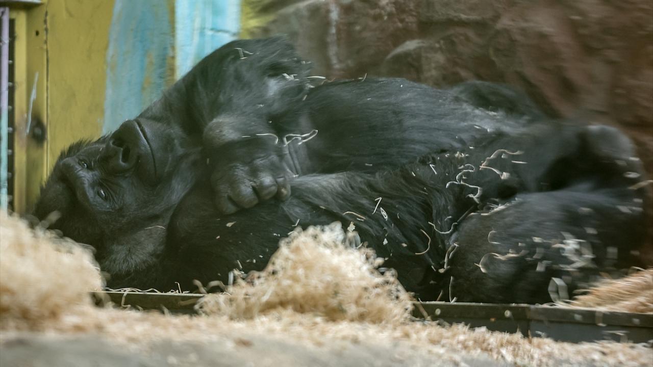 Ukrayna'daki savaş Kiev Hayvanat Bahçesi'ni de vurdu