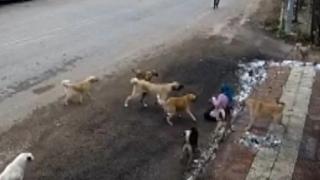 Köpeklerin saldırısına uğrayan kadın yaralandı: O anlar kamerada