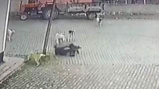 9 sokak köpeğinin saldırısına uğradı